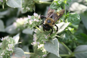 Native bee on Mountain Mint