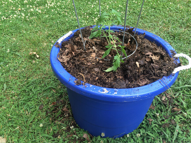 Tomato in simple container