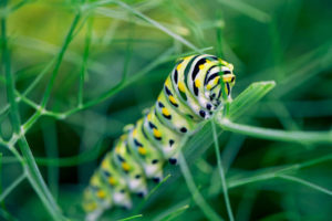 swallowtail caterpillar on fennel