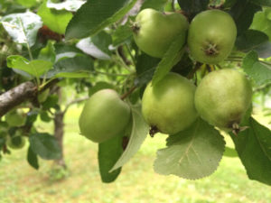 Apple-cluster-Landers-15279-640p