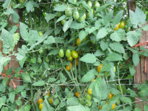 Our tomato system this year is inspired by this setup by our friend Dr. Paul. His tomatoes were well over 7 feet tall last year. Tall stakes with string kept the tomatoes upright.