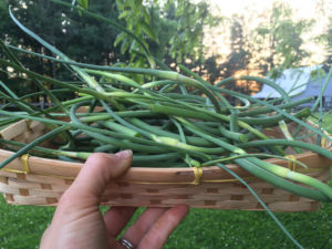 Here's our scape harvest...soon to be stir fried!