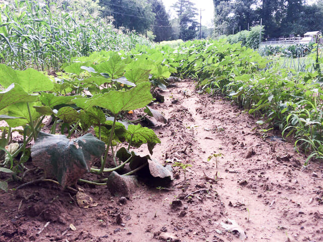 The uncovered paths in Grandpa's Garden are a no-go when it's been raining. Our deep-dug beds have grass and clover in the paths, so we can continue to visit them even when it's been raining.