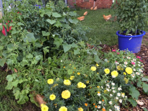 Raised bed and tomato container