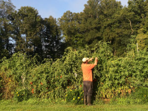 Time for the summer harvest of tomatoes!