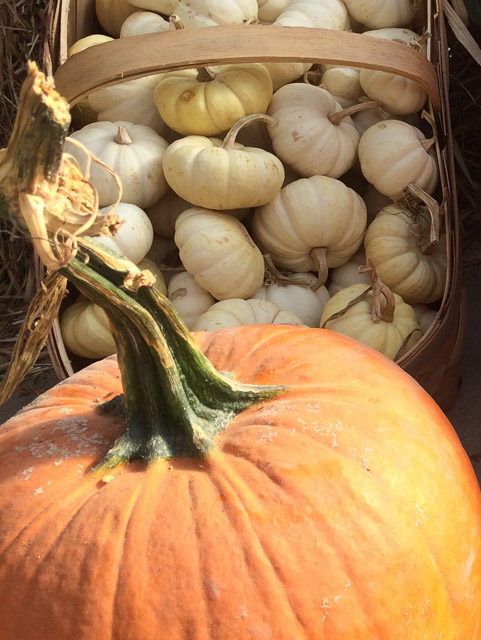 Celebrating fall with pumpkins and compost!