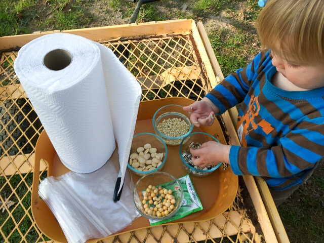 Gathering supplies to test germination rates of old seeds