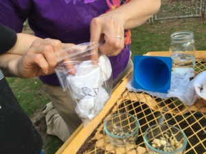 Testing old seeds - putting rolls into a bag