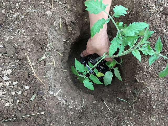 planting tomato 2 - Gardens That Matter