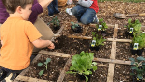 How to Grow Salad Greens in Your Garden or Containers - Gardens That Matter