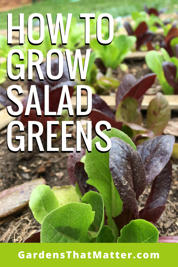 how-to-grow-salad-greens-in-your-garden-or-containers-gardens-that-matter