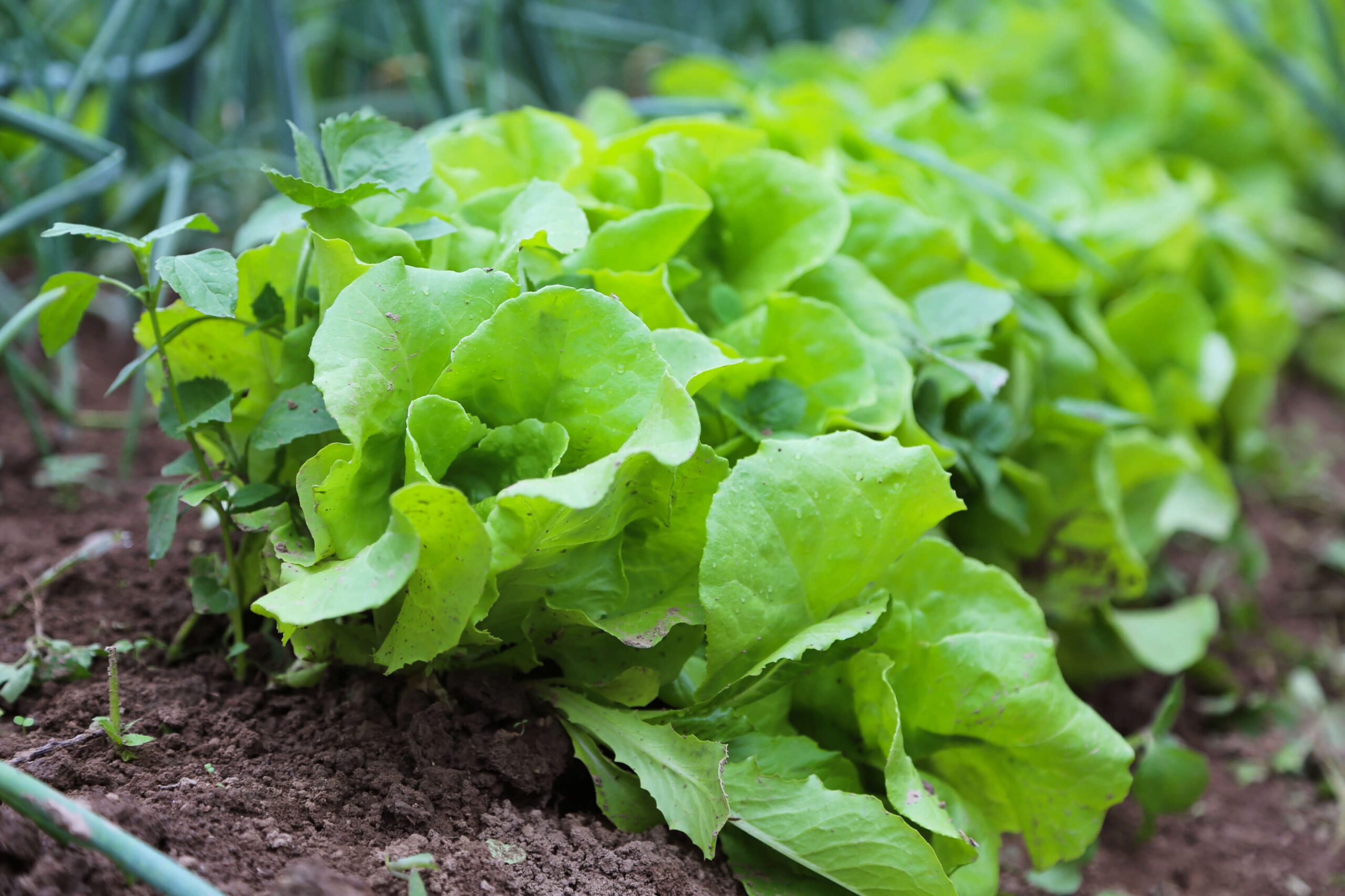 Lettuce – Gardens That Matter