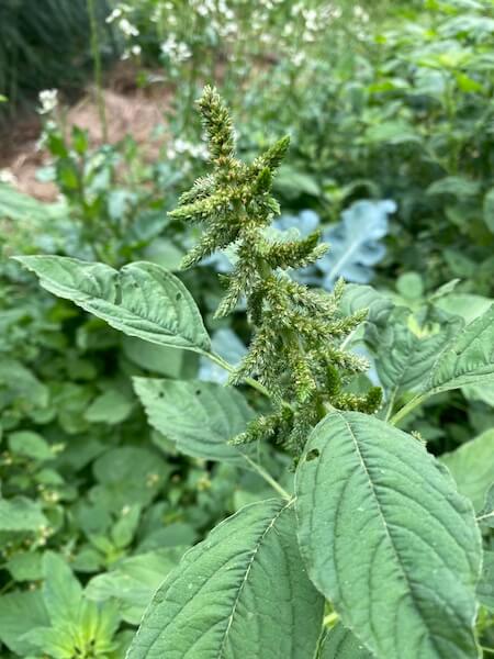 Amaranth is one "weed" I don't mind since it's also edible.