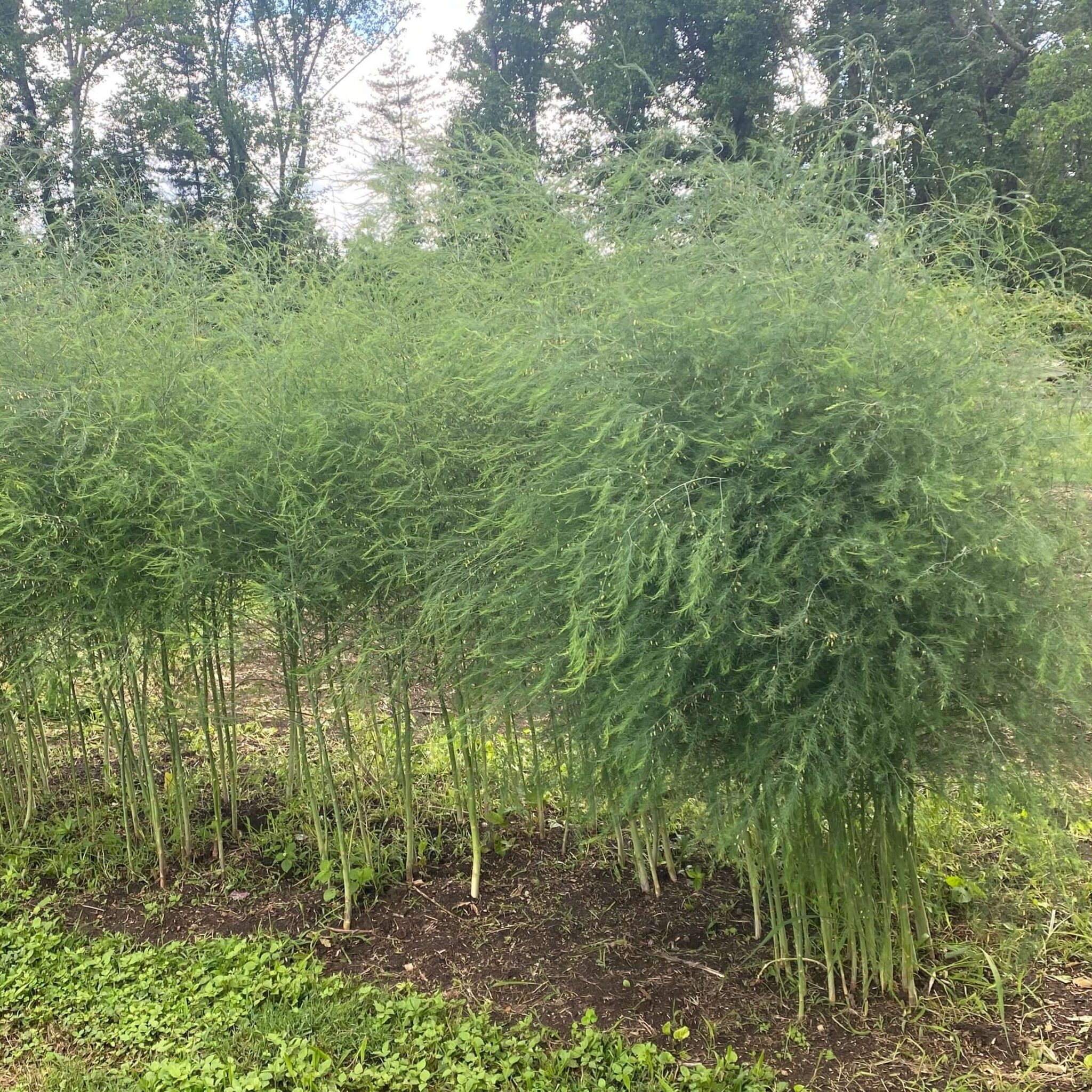 Gardening Tasks To Do in June – Gardens That Matter