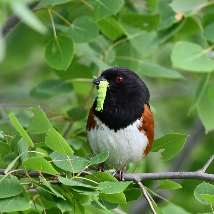 towhee