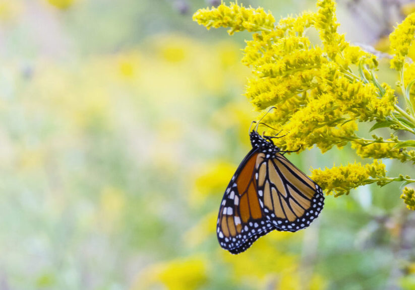 Grow a Pollinator Café