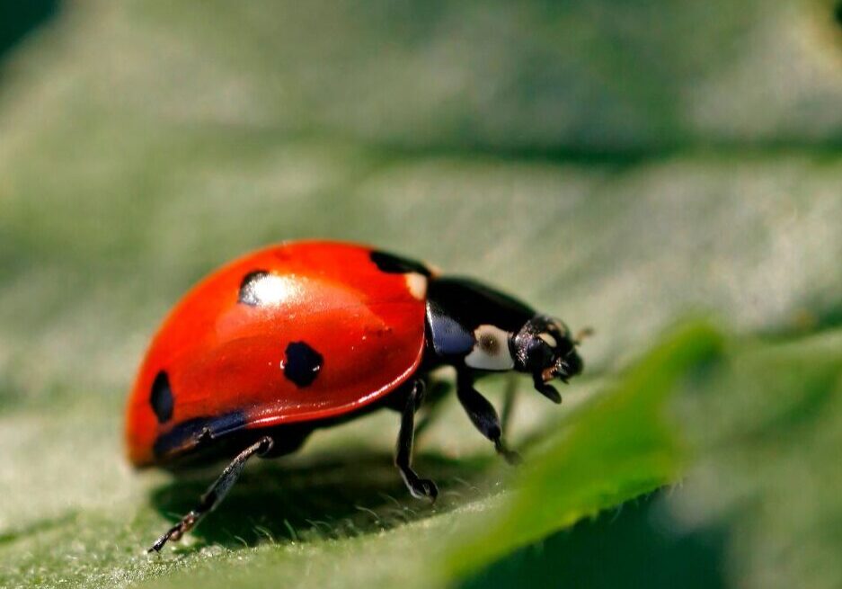 ladybug