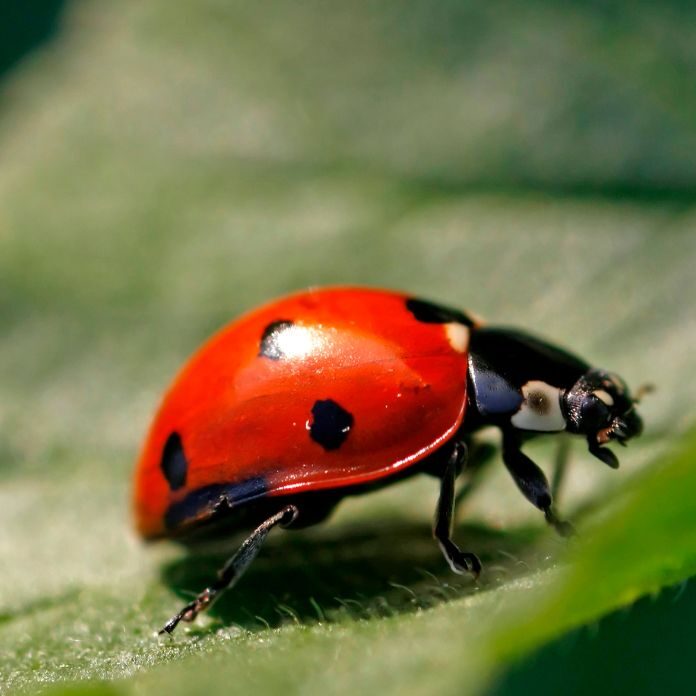 ladybug