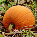 pumpkins-1642329_1920