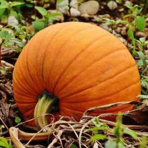 pumpkins-1642329_1920