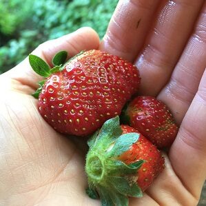 strawberries-300