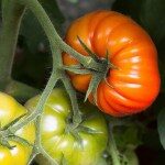 tomato-884303_640-640p